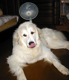 シェリー助けて・・