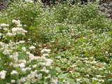 そばの花