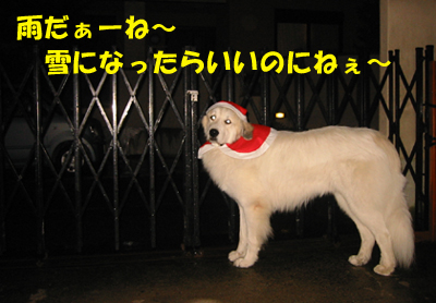 雪にならないかな