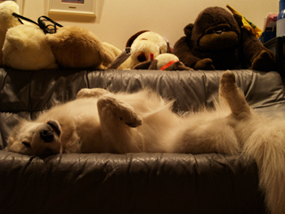 上を向いて・・♪