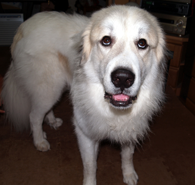 わらったでしょう！