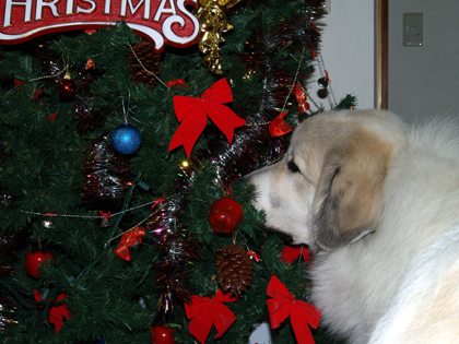 なぁーにこれ！