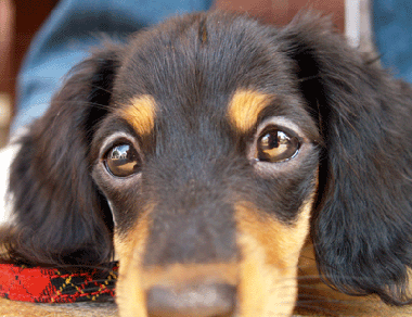 ホタルちゃん-2