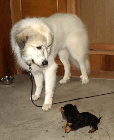 シェリービビリ