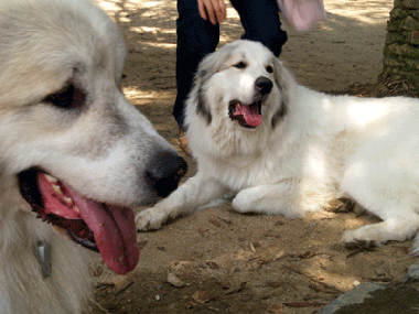 セーラさんとシェリー