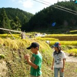 稲刈り