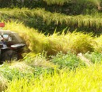 稲刈り大変だわぁ