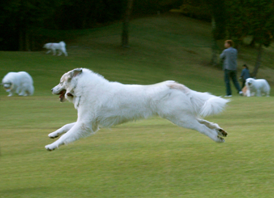 フライングシェリー