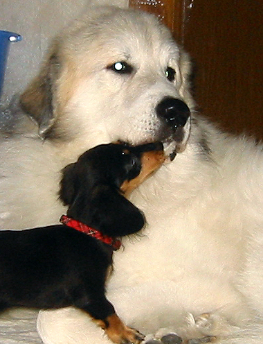 シェリーもしかして迷惑?